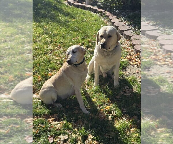 Medium Photo #5 Labrador Retriever Puppy For Sale in TWIN FALLS, ID, USA