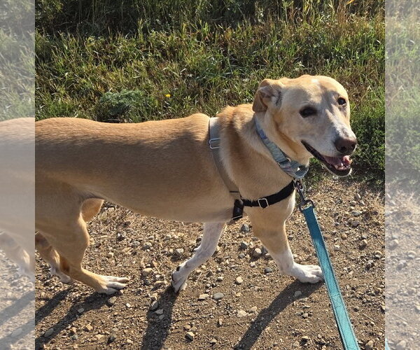 Medium Photo #3 Labrenees Puppy For Sale in Fargo, ND, USA
