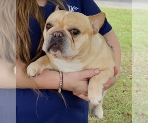 Father of the French Bulldog puppies born on 01/21/2026