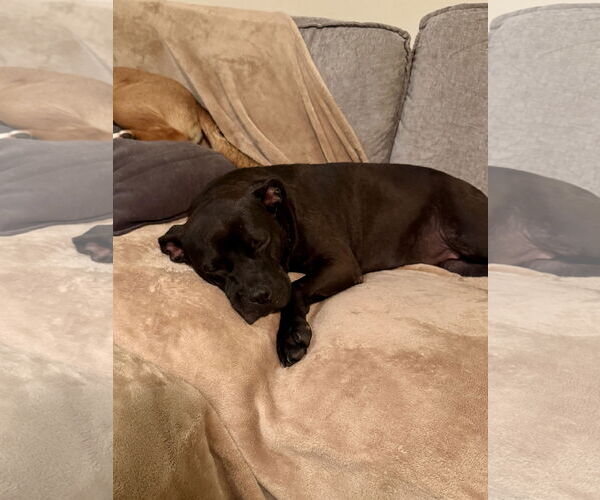 Medium Photo #11 Mutt Puppy For Sale in Doylestown, PA, USA