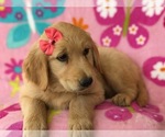 Small Photo #3 Golden Retriever Puppy For Sale in CLAY, PA, USA