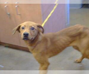 Labrador Retriever-Unknown Mix Dogs for adoption in Sacramento, CA, USA