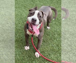 Mutt Dogs for adoption in Baytown, TX, USA