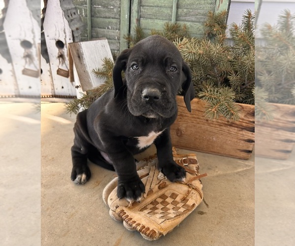Medium Photo #2 Great Dane Puppy For Sale in MIDDLEBURY, IN, USA