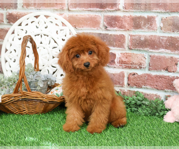 Medium Photo #15 Cavapoo (Miniature) Puppy For Sale in SYRACUSE, IN, USA