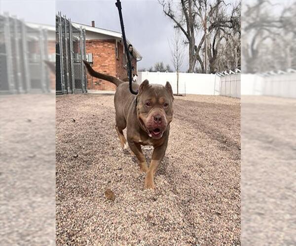 Medium Photo #1 American Bulldog-American Staffordshire Terrier Mix Puppy For Sale in Fort Collins, CO, USA
