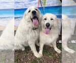 Small #7 Great Pyrenees