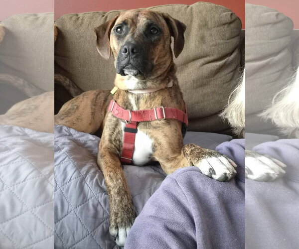 Medium Photo #4 Boxer-Unknown Mix Puppy For Sale in Burnsville, MN, USA