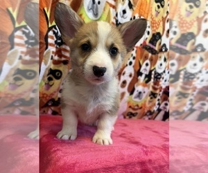 Pembroke Welsh Corgi Puppy for Sale in BEECH GROVE, Indiana USA