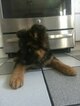 Small Photo #3 German Shepherd Dog Puppy For Sale in ALGONA, WA, USA