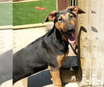 Small #3 Doberman Pinscher-German Shepherd Dog Mix