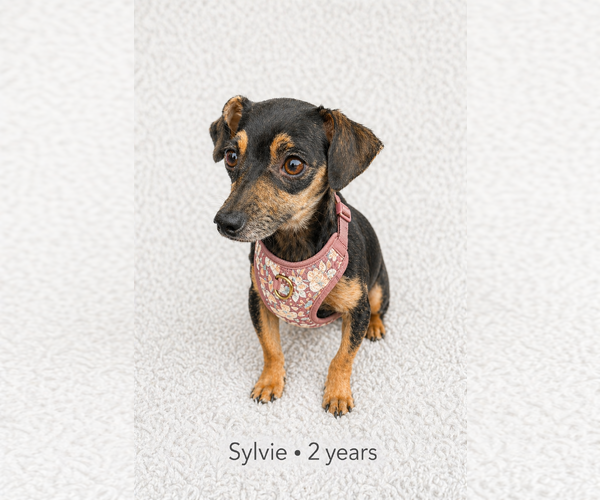 Medium Photo #1 Chiweenie Puppy For Sale in Oakhurst, NJ, USA