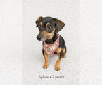 Small Chiweenie
