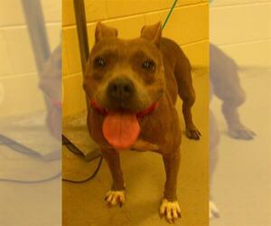 Staffordshire Bull Terrier-Unknown Mix Dogs for adoption in Sanford, FL, USA