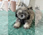 Image preview for Ad Listing. Nickname: Bear