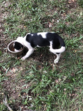 Medium Photo #1 Border Collie Puppy For Sale in NEW BRAUNFELS, TX, USA