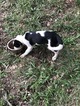 Small Photo #1 Border Collie Puppy For Sale in NEW BRAUNFELS, TX, USA