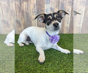 Chihuahua-Unknown Mix Dogs for adoption in Corona, CA, USA