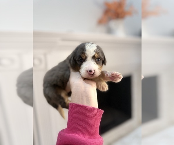Medium Photo #3 Bernedoodle Puppy For Sale in NICEVILLE, FL, USA
