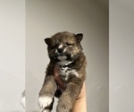Small Photo #10 Shiba Inu Puppy For Sale in CHINO, CA, USA