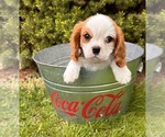Small Photo #3 Cavalier King Charles Spaniel Puppy For Sale in MIDDLEBURY, IN, USA
