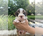 Small #2 English Bulldog