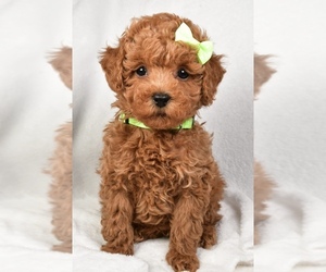 Poodle (Miniature) Puppy for sale in LOWELL, MA, USA