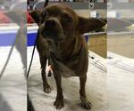Small Chihuahua Mix