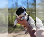 Puppy Chili Poodle (Miniature)-Springerdoodle Mix