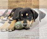 Small #3 Labrador Retriever Mix