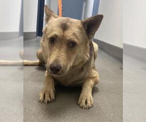 German Shepherd Dog Dogs for adoption in HESPERIA, CA, USA