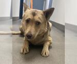 Small German Shepherd Dog