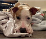 Small #5 American Pit Bull Terrier
