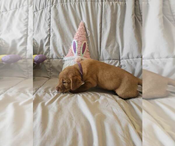 Medium Photo #3 Labrador Retriever Puppy For Sale in BUFFALO, NY, USA