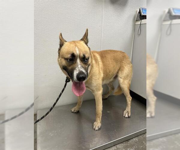 Medium Photo #1 Gerberian Shepsky Puppy For Sale in Rosenberg, TX, USA