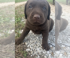 Labrador Retriever Puppy for sale in MANSFIELD, MO, USA