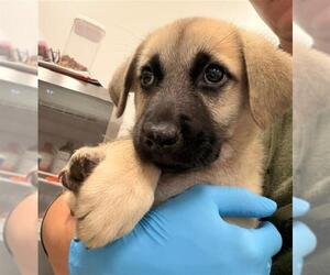 Anatolian Shepherd Dogs for adoption in Baytown, TX, USA