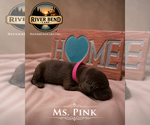 Small Photo #7 Labrador Retriever Puppy For Sale in WHITNEY, TX, USA