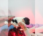 Small Photo #7 Portuguese Water Dog Puppy For Sale in RINGWOOD, NJ, USA