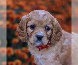 Cavapoo Puppy for sale in ANNVILLE, PA, USA