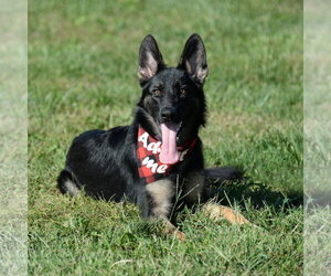German Shepherd Dog Dogs for adoption in Gretna, NE, USA