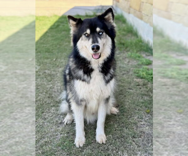 Medium Photo #5 Siberian Husky Puppy For Sale in PIPE CREEK, TX, USA