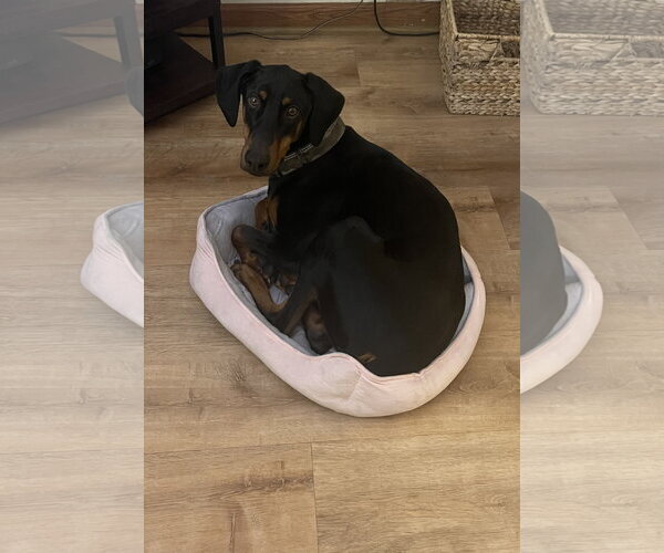 Medium Photo #6 Doberman Pinscher Puppy For Sale in Buffalo, MN, USA