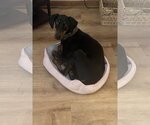 Small Photo #6 Doberman Pinscher Puppy For Sale in Buffalo, MN, USA