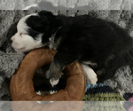 Small Photo #5 Miniature Australian Shepherd Puppy For Sale in REXFORD, NY, USA