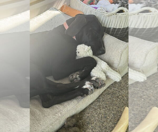 Medium Photo #4 Great Dane-Unknown Mix Puppy For Sale in Springdale, PA, USA