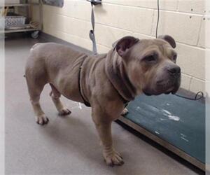 Mutt Dogs for adoption in Denver, CO, USA
