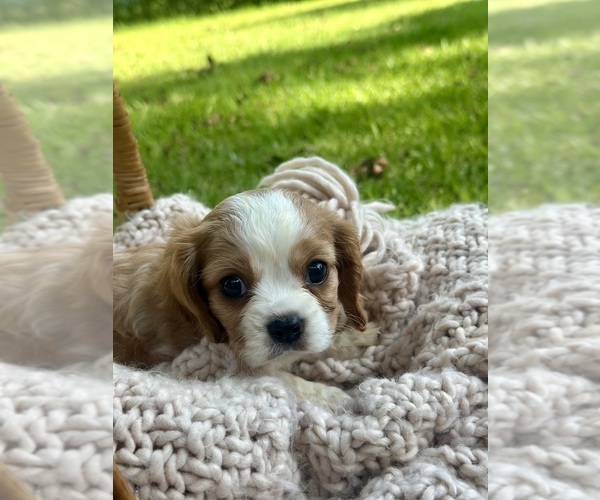 Medium Photo #1 Cavalier King Charles Spaniel Puppy For Sale in ROCHELLE, GA, USA
