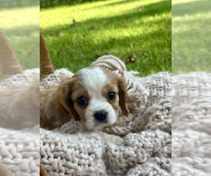 Cavalier King Charles Spaniel Puppy for sale in ROCHELLE, GA, USA