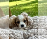 Image preview for Ad Listing. Nickname: Chase